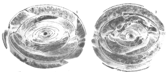 Alveolina indicatrix Hottinger, 1960 Alveolina indicatrix Hottinger, 1960
