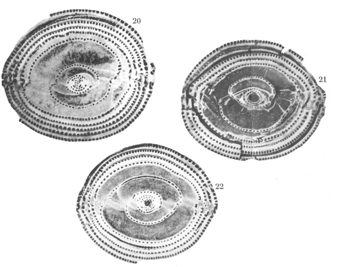 Alveolina leupoldi Hottinger, 1960 Alveolina leupoldi Hottinger, 1960