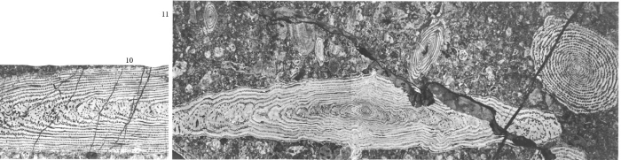 Alveolina levantina Hottinger, 1960 Alveolina levantina Hottinger, 1960
