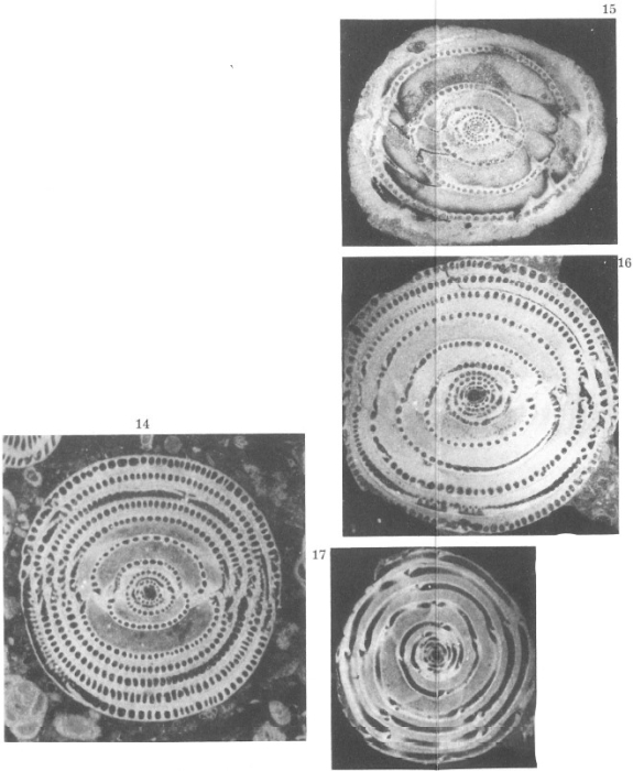 Alveolina minervensis Hottinger, 1960 Alveolina minervensis Hottinger, 1960