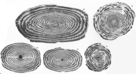 Alveolina moussoulensis Hottinger, 1960, author: Consorti, Lorenzo