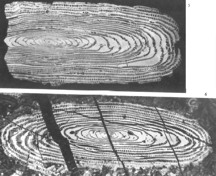 Alveolina ruetimeyeri Hottinger, 1960 Alveolina ruetimeyeri Hottinger, 1960
