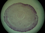 Paratype (transverse section)