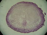 Paratype (transverse section)