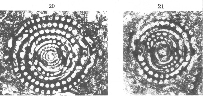 Alveolina (Glomalveolina) pilula Hottinger, 1960 Alveolina (Glomalveolina) pilula Hottinger, 1960