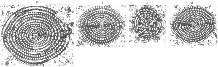 Alveolina (Glomalveolina) telemetensis Hottinger, 1960 Alveolina (Glomalveolina) telemetensis Hottinger, 1960