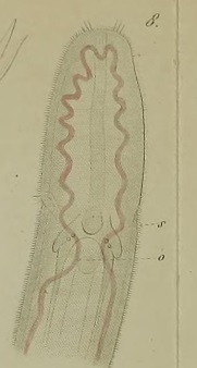 Oerstedia pallida Keferstein, 1862