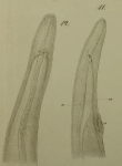 Cephalothrix ocellata Keferstein, 1862