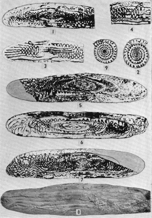 Parafusulina alaskensis Dunbar, 1946 Parafusulina alaskensis Dunbar, 1946
