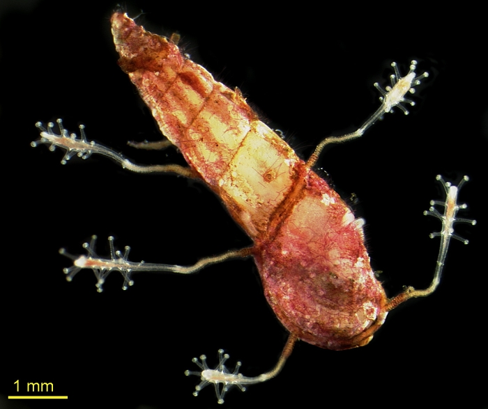 Coryne epizoica, Mediterranean