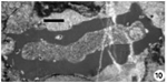 Tubiphytes rauzerae Vachard & Moix, 2011 holotype