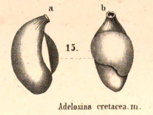 Adelosina cretacea Reuss, 1851 Adelosina cretacea Reuss, 1851