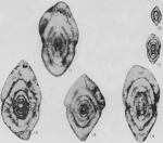 Nankinella plummeri Thompson, 1947