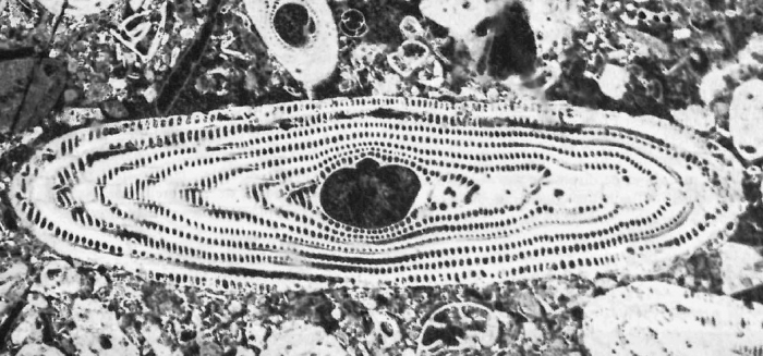 Alveolina (Alveolina) croatica Drobne, 1977 Alveolina (Alveolina) croatica Drobne, 1977