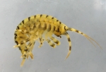 Eulimnogammarus verrucosus E