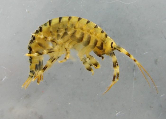 Eulimnogammarus verrucosus E
