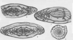 Triticites milleri Thompson, 1936