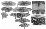 Triticites acutuloides Ross, 1965