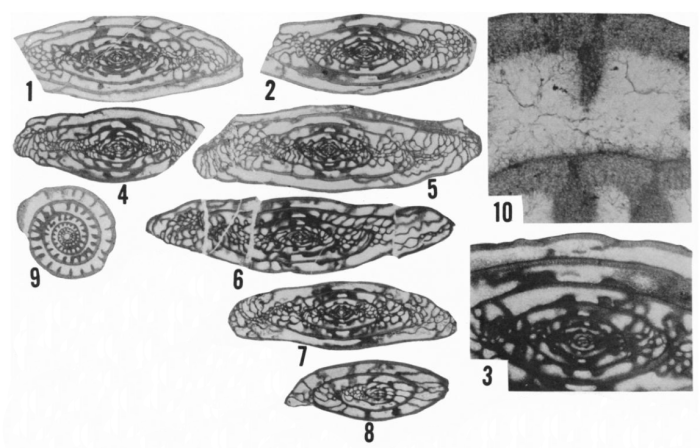 Triticites acutuloides Ross, 1965 Triticites acutuloides Ross, 1965