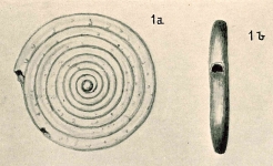 Spirillina helenae Chapman & Parr, 1937, author: Pignatti, Johannes