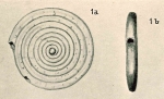 Spirillina helenae Chapman & Parr, 1937