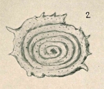 Spirillina spinulosa Chapman & Parr, 1937