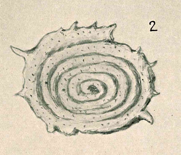 Spirillina spinulosa Chapman & Parr, 1937 Spirillina spinulosa Chapman & Parr, 1937