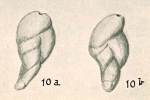 Sigmomorphina subulata Chapman & Parr, 1937