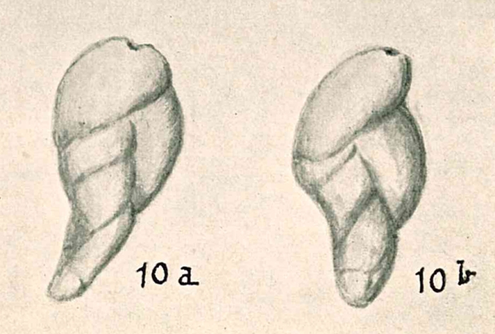 Sigmomorphina subulata Chapman & Parr, 1937 Sigmomorphina subulata Chapman & Parr, 1937