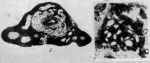 Palaeonubecularia rustica Reitlinger, 1950