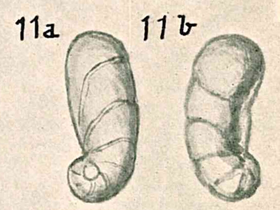 Ceratobulimina tenuis Chapman & Parr, 1937 Ceratobulimina tenuis Chapman & Parr, 1937