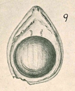 Lagena multicincta Chapman & Parr, 1937