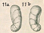 Ceratobulimina tenuis Chapman & Parr, 1937