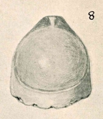 Lagena fimbriata var. polita Chapman & Parr, 1937