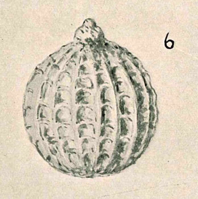 Lagena pseudocatenulata Chapman & Parr, 1937 Lagena pseudocatenulata Chapman & Parr, 1937