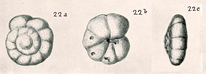 Discorbis margariteus Chapman & Parr, 1937 Discorbis margariteus Chapman & Parr, 1937