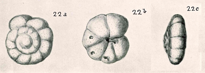 Discorbis margariteus Chapman & Parr, 1937