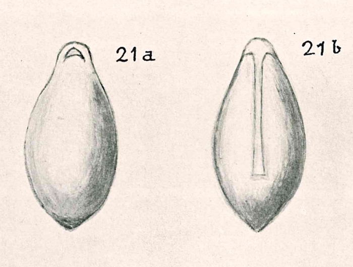 Ellipsolagena cucullata Chapman & Parr, 1937 Ellipsolagena cucullata Chapman & Parr, 1937