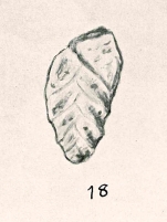 Bolivina sphenoides Chapman & Parr, 1937