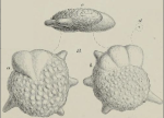 Calcarina schweinfurthi Schwager, 1883