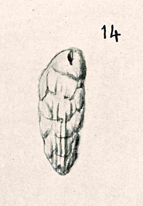 Bulimina buchiana var. gutta Chapman & Parr, 1937 Bulimina buchiana var. gutta Chapman & Parr, 1937