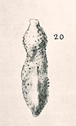 Angulogerina angulosa var. asperrima Chapman & Parr, 1937