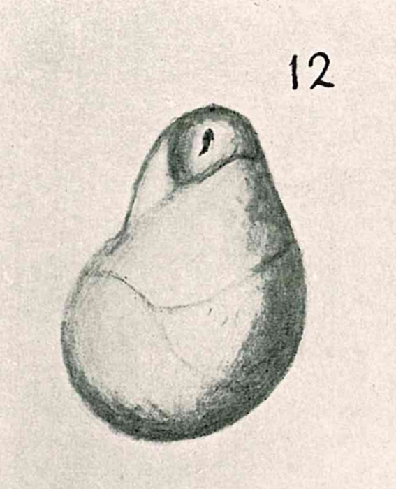 Cassidulina subglobosa var. producta Chapman & Parr, 1937