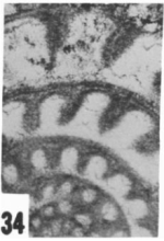 Fusulina arizonensis Ross & Sabins, 1965