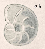 Anomalina colligera Chapman & Parr, 1937