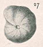 Anomalina globulosa Chapman & Parr, 1937