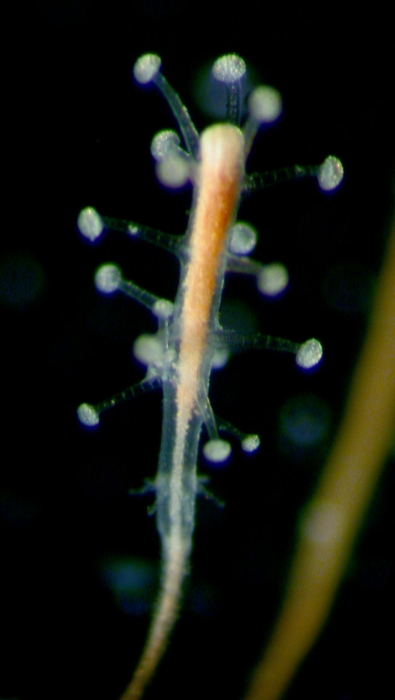 Coryne pintneri, cultivated, collected in the Bay of Villefranche-sur-Mer, France