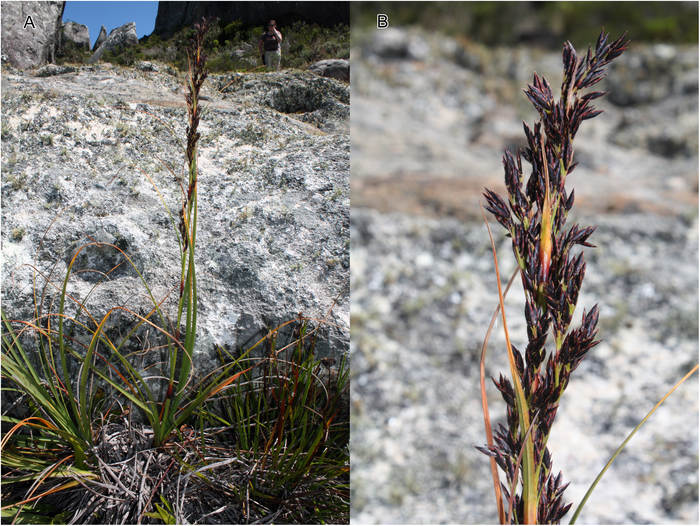 Inflorescence of Costularia baronii