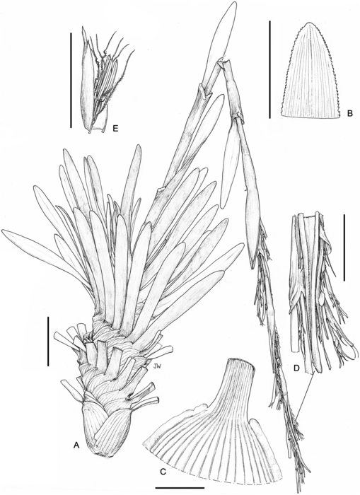 Illustration of Costularia brevifolia Madagascar Razakamalala 4866 K