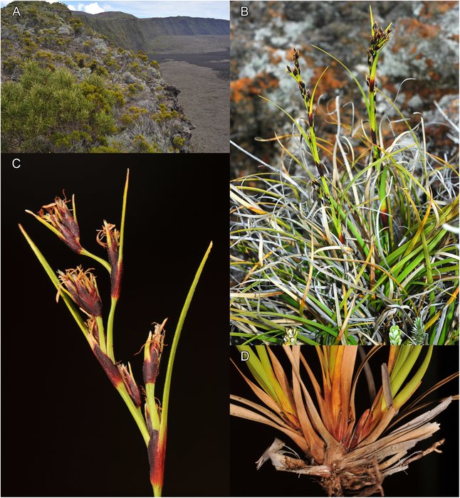 Habitat and inflorescence of Costularia cadetii La Réunion